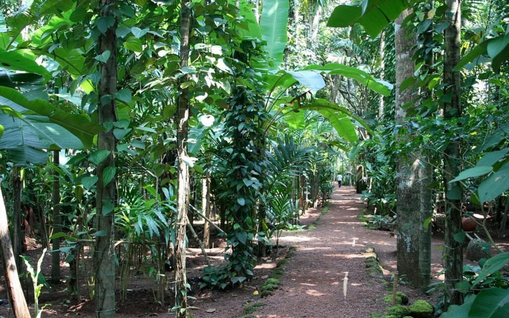 Spice Plantation Discover aromatic spice farms with a cab service in North Goa Hire now