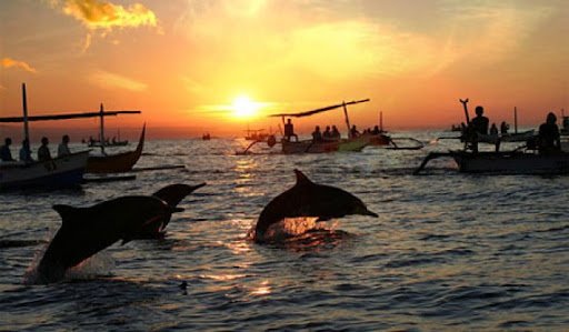 Dolphin Watching – Enjoy an exciting dolphin tour with the best Goa sightseeing taxi. Book now!